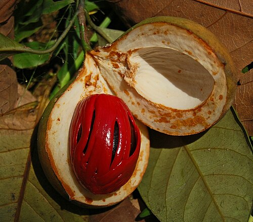 botany