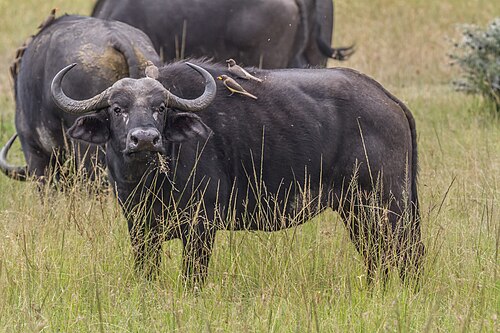 bovine