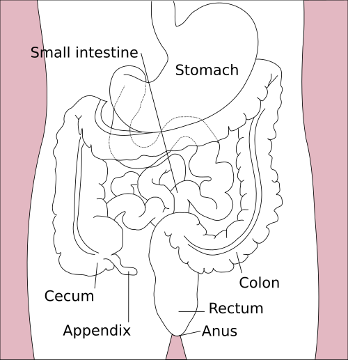 bowel