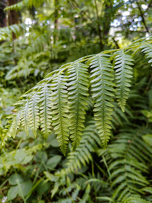 bracken