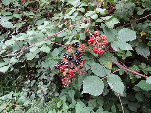 bramble