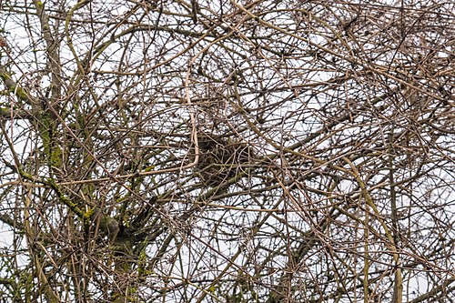 branch