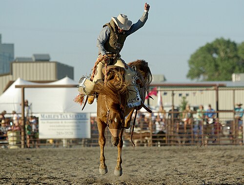 bronco
