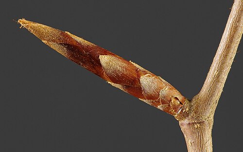 bud