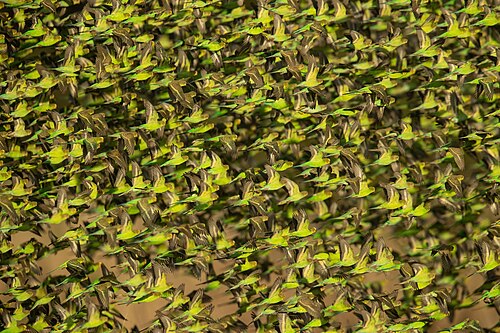 budgerigar