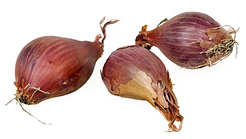 bulbous