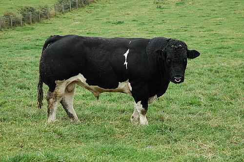 bull