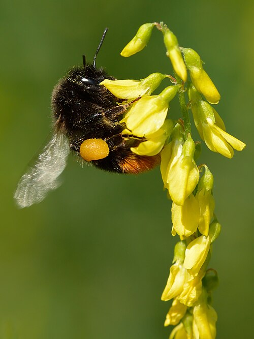 bumblebee