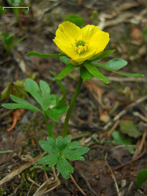 buttercup