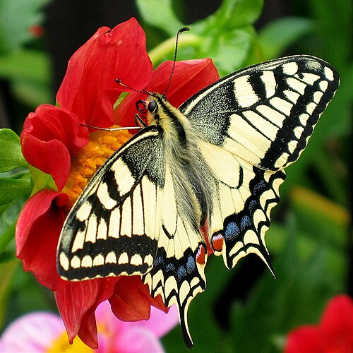 butterfly