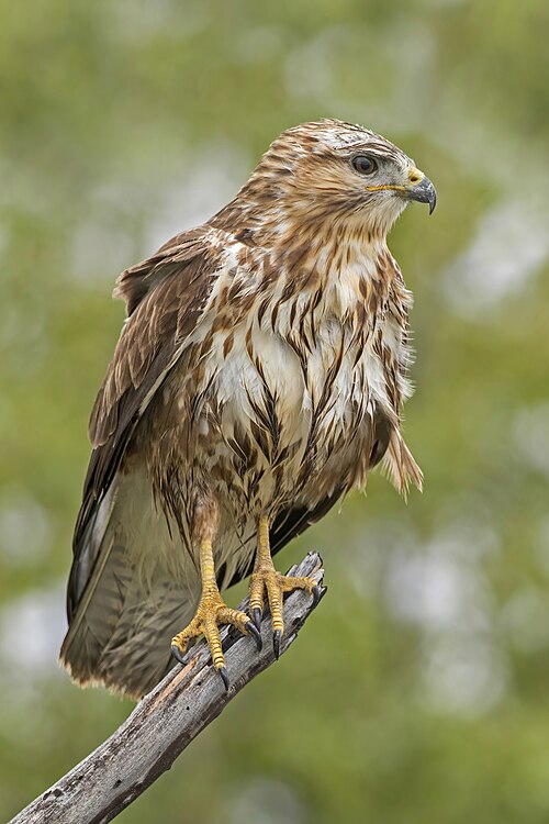 buzzard