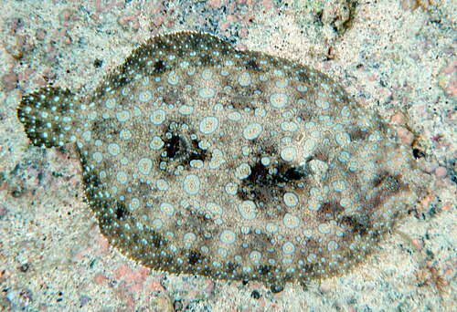 camouflage