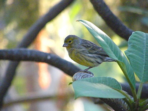 canary