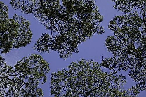 canopy