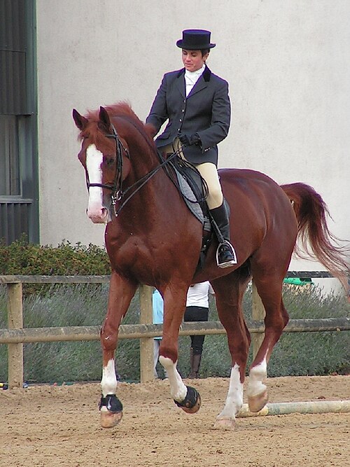 canter