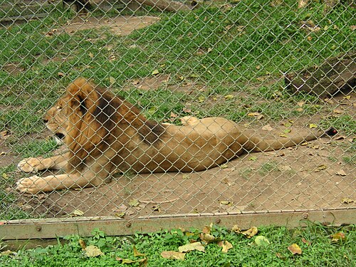 captivity