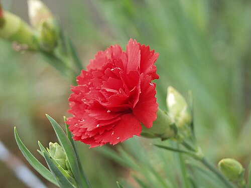 carnation