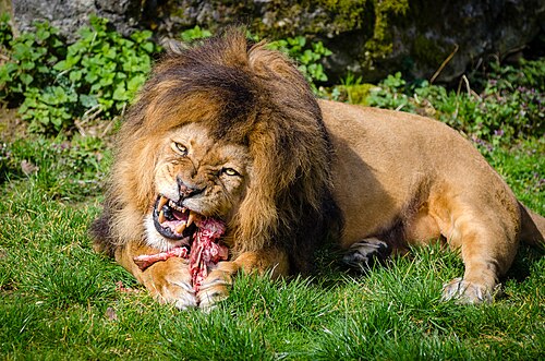 carnivorous
