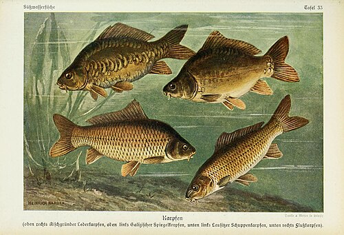 carp