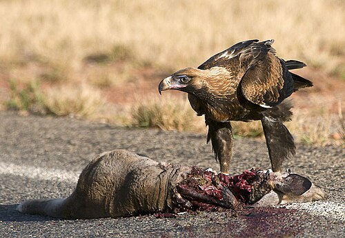 carrion