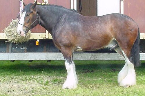 carthorse