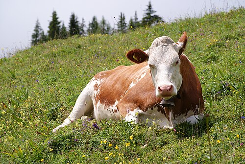 cattle