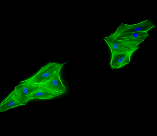 cell