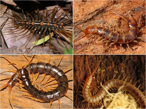 centipede