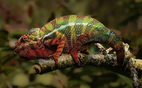chameleon