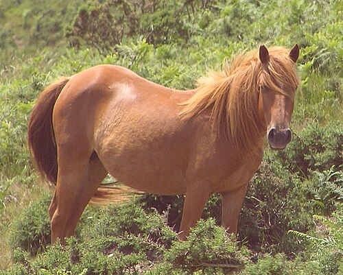 A horse with a reddish-brown coat.