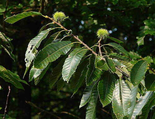 chestnut tree