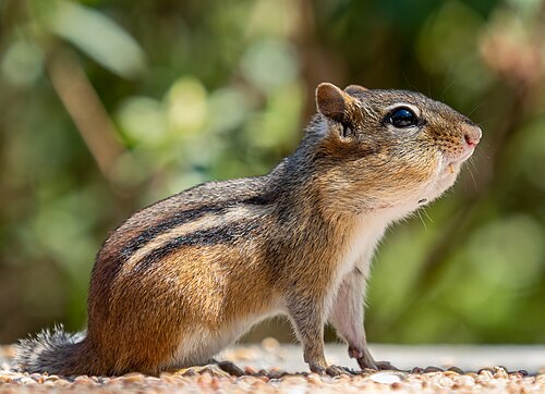 chipmunk