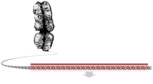 chromosome