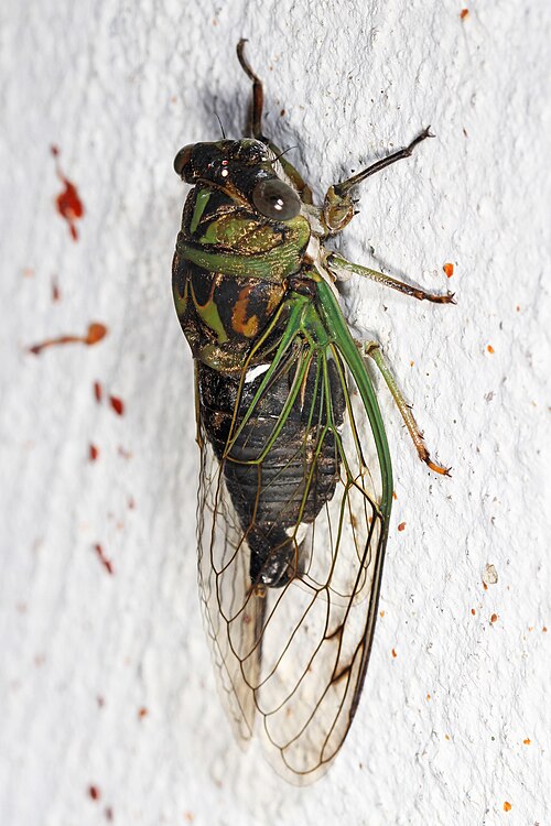 cicada