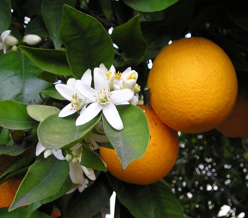 citrusy