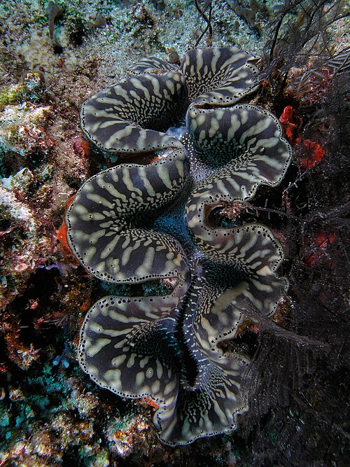clam