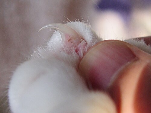claw