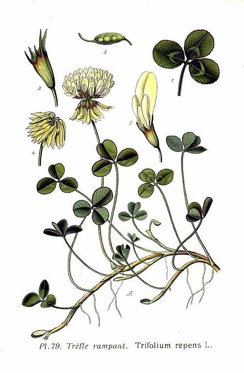 clover