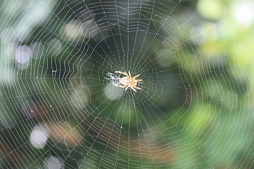 cobweb