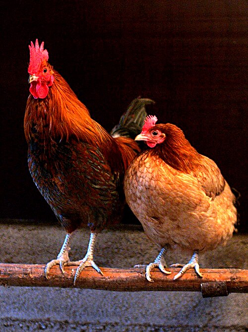 cockerel