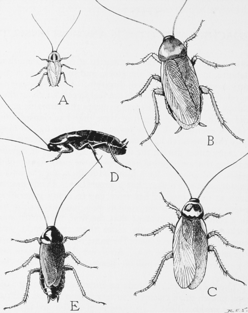cockroach