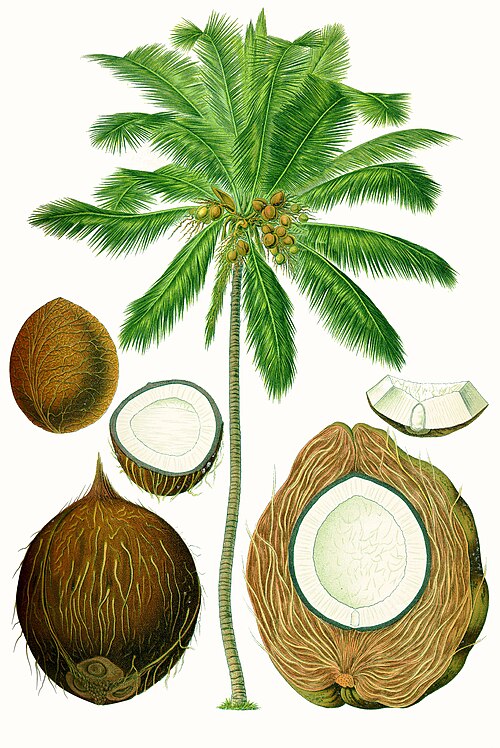 coconut