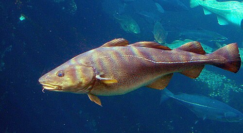cod