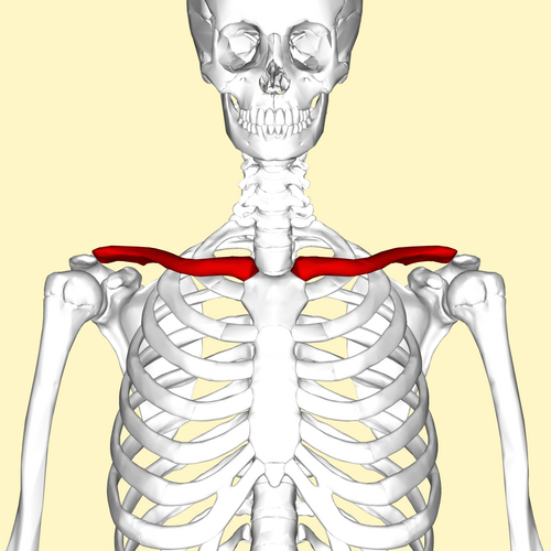collarbone