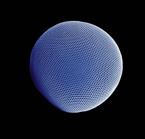 compound eye
