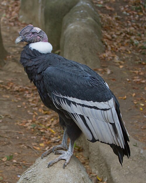 condor