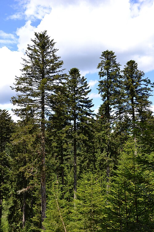 conifer