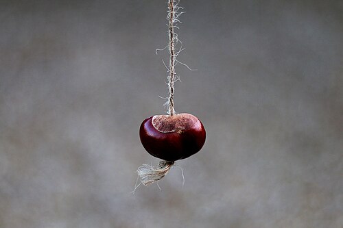 conker