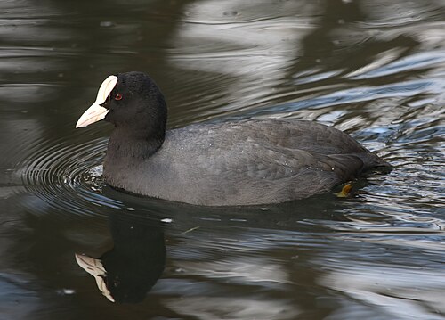 coot