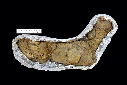 coprolite
